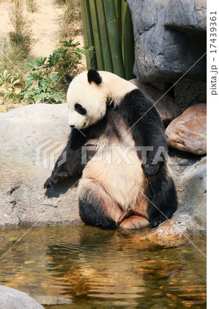 Panda near water Panda near water 17439361