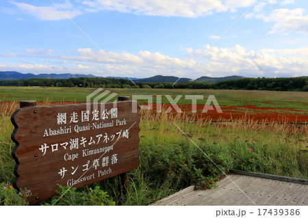 キムアネップ崎のサンゴ草郡 キムアネップ崎のサンゴ草郡 17439386