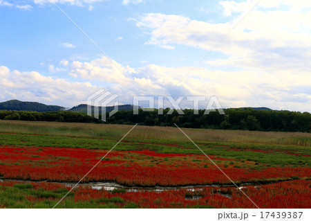 キムアネップ崎のサンゴ草郡 キムアネップ崎のサンゴ草郡 17439387