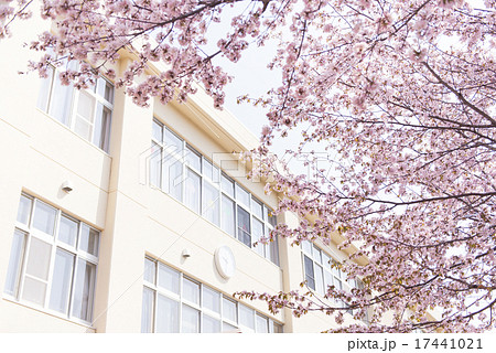 学校と桜の写真素材