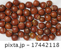どんぐり 3 17442118