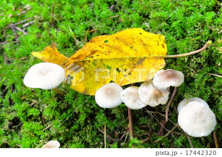 白いキノコ 白いキノコ 17442320