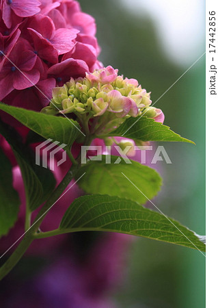 寄り添う紫陽花。 寄り添う紫陽花。 17442856
