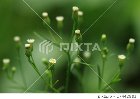 自然　植物　ヒメムカシヨモギ、由緒正しい名前ですが明治期の帰化植物。鉄道とともに全国に広まったとか 17442983