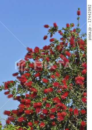 キンポウジュ(朱色) キンポウジュ(朱色) 17442992