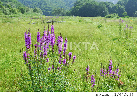ミソハギの花が咲く裏磐梯高原 17443044
