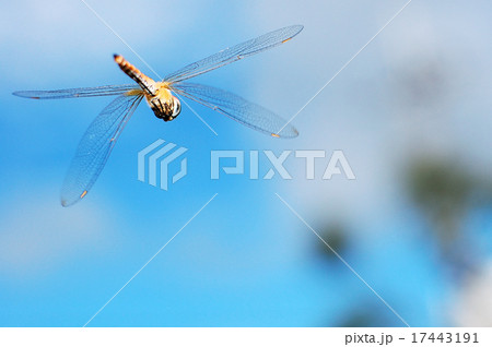 ウスバキトンボの飛翔 ウスバキトンボの飛翔 17443191
