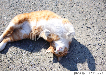 仰向けの猫 17443274