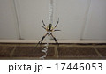 キマダラコガネグモ　Argiope aurantia 17446053