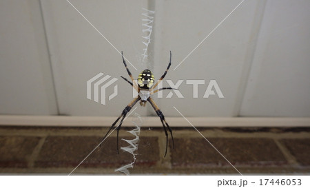 キマダラコガネグモ Argiope aurantia キマダラコガネグモ Argiope aurantia 17446053