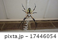 キマダラコガネグモ　Argiope aurantia 17446054