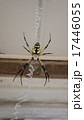 キマダラコガネグモ　Argiope aurantia 17446055