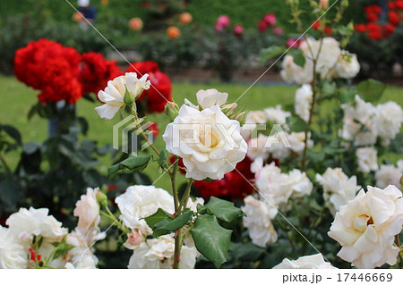 薔薇 薔薇 17446669