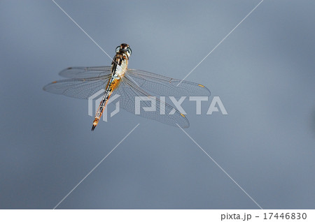 とんぼ とんぼ 17446830