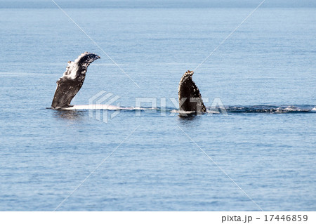 Humpback whales swimming in Australia 17446859