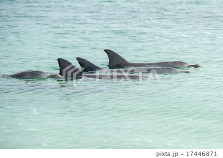 monkey mia dolphins near the shore monkey mia dolphins near the shore 17446871