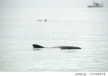 monkey mia dolphins near the shore 17446878