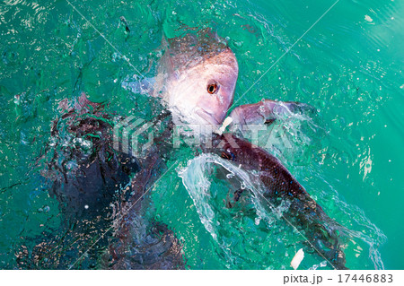 red snappers fish while eating 17446883