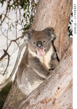 Wild koala on a tree while yawning Wild koala on a tree while yawning 17446887