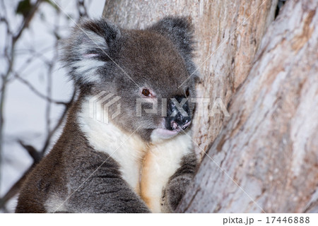 Wild koala on a tree Wild koala on a tree 17446888