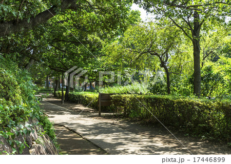 洗足池公園 洗足池公園 17446899