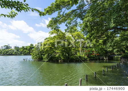 洗足池公園 洗足池公園 17446900