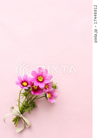 コスモスの花束 縦 の写真素材
