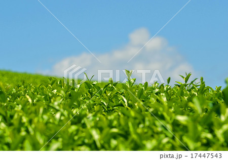 夏の茶畑 17447543