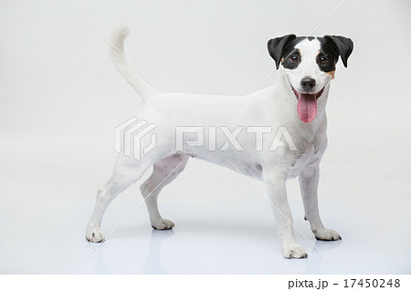 Portrait of a purebred Jack Russell terrier 17450248