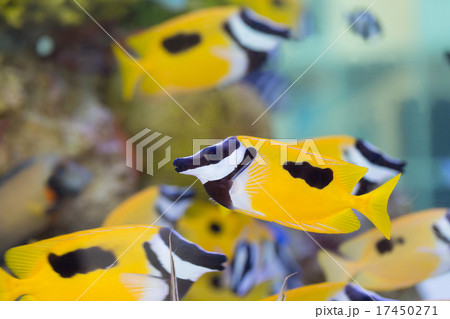 ヒフキアイゴ 17450271