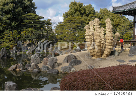 二条城 こも巻き 冬の風物詩 二条城 こも巻き 冬の風物詩 17450433