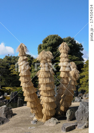 二条城 こも巻き 冬の風物詩 二条城 こも巻き 冬の風物詩 17450434