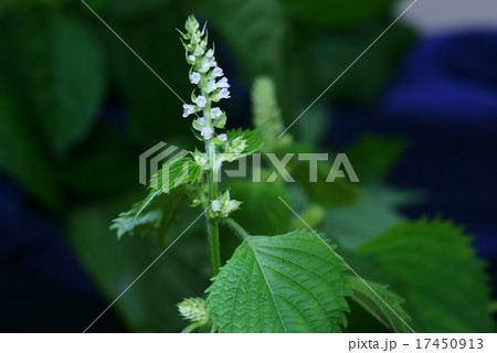 青じその花 17450913