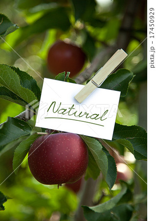 The Word „Natural“ in an apple tree 17450929