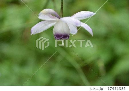 緑ぼけと蓮華升麻 緑ぼけと蓮華升麻 17451385