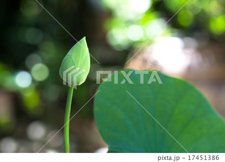 Bud white lotus in the garden Bud white lotus in the garden 17451386