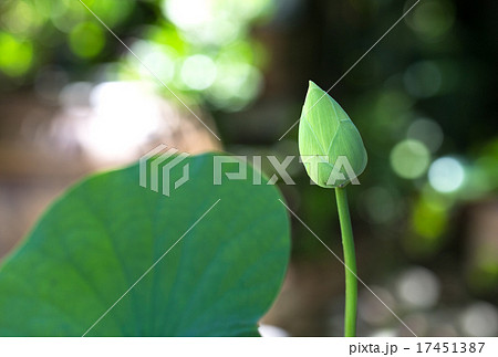 Bud white lotus in the garden Bud white lotus in the garden 17451387