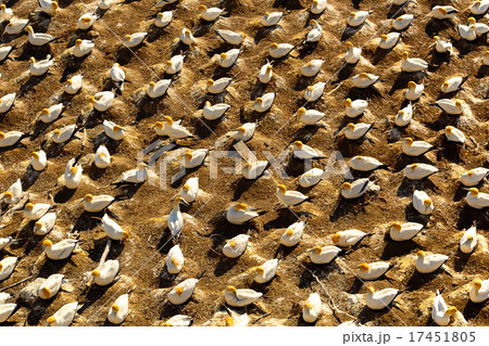 ニュージーランド・ムリワイビーチのカツオドリの群生 ニュージーランド・ムリワイビーチのカツオドリの群生 17451805