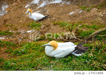 ニュージーランド・ムリワイビーチのカツオドリ 17451806