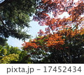 紅葉 17452434
