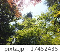 紅葉 17452435