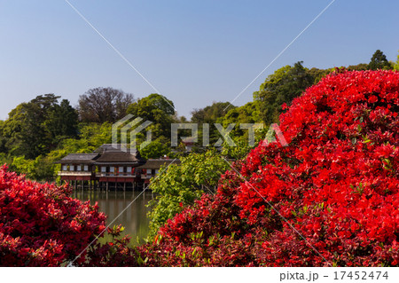 長岡天満宮 - キリシマツツジj 長岡天満宮 - キリシマツツジj 17452474
