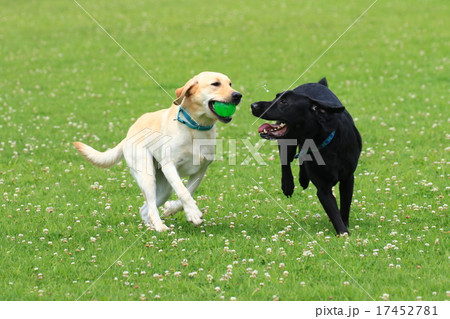 取れるもんなら取ってみな♪ 17452781