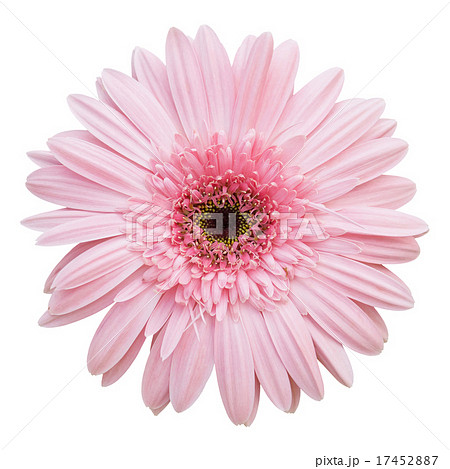 pink gerbera flower isolated on white 17452887
