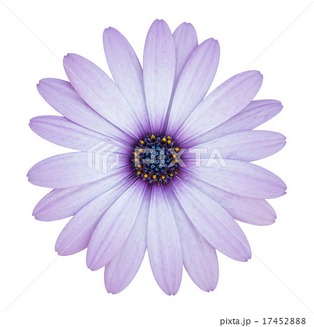 blue osteospermum daisy flower isolated on white 17452888