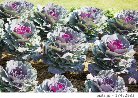 Ornamental cabbage in a garden 17452933