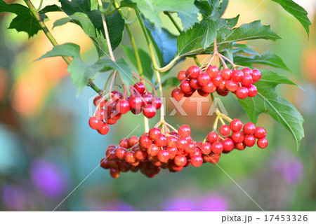 Large clusters of a red viburnum close up 17453326