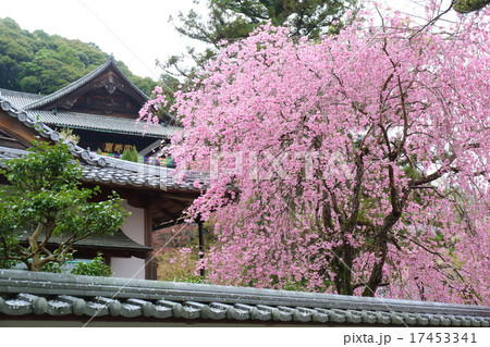 奈良　春の長谷寺 17453341