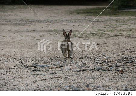 走るうさぎ 走るうさぎ 17453599