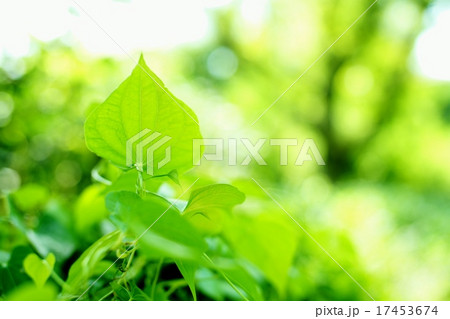 トコロの葉 17453674